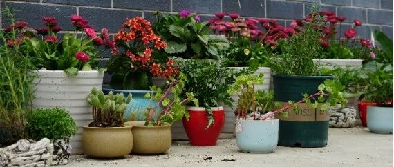 “觅·暖阳” | 年年春绿，心心相伴